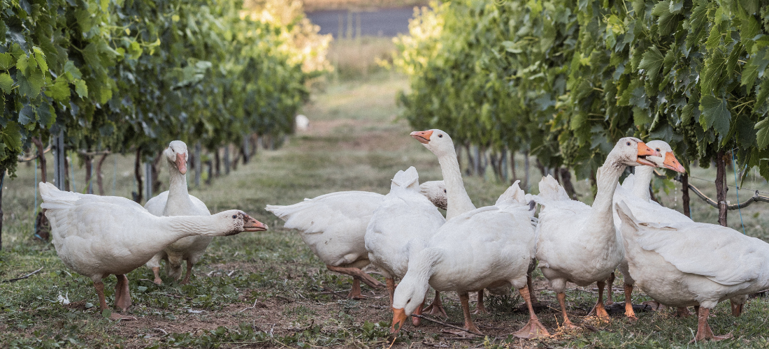 Geese in the vineyard